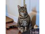 Adopt Violin a Brown Tabby Domestic Shorthair (short coat) cat in Leesburg