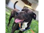 Adopt Simon a Black American Pit Bull Terrier / Mixed dog in Laredo