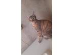 Adopt Violet a Spotted Tabby/Leopard Spotted Egyptian Mau (short coat) cat in