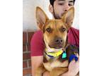 Adopt Jocelyn a German Shepherd Dog