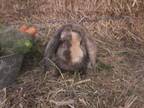 Adopt Hawk a Chocolate Lop, Holland / Mixed rabbit in Edmonton, AB (32161677)