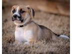 Adopt Eilean - Skye Puppy a Boxer