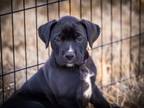 Adopt Staffa - Skye Puppy a Boxer