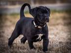 Adopt Quiraing - Skye Puppy a Boxer