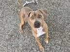 Adopt DOLLY a Staffordshire Bull Terrier, Mixed Breed