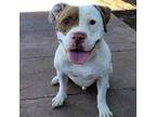 Adopt Mack - PAWS a White - with Tan, Yellow or Fawn American Staffordshire