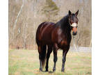 Really Classy Aqha Registered Bay Mare, English and Western, Fancy Mover