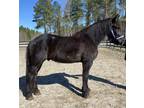 Nice Friesian Percheron