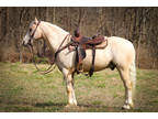 Anyone Can Ride Palomino Rocky Mountain Gelding Naturally Gaited