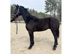 Friesian Dutch cross