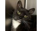 Adopt Rosy a Domestic Short Hair