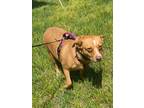 Adopt Bella Rain a Tan/Yellow/Fawn - with White Pit Bull Terrier / Corgi dog in
