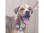 Adopt Peter Parker a Brown/Chocolate Mixed Breed (Medium) / Mixed dog in