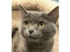 Adopt Dewy a Domestic Short Hair