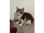 Adopt Sage a Brown Tabby American Shorthair / Mixed (short coat) cat in