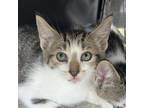 Adopt Daniel a Gray or Blue Domestic Shorthair / Mixed cat in St.
