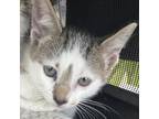 Adopt Charles a Gray or Blue Domestic Shorthair / Mixed cat in St.