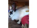 Adopt Female bunny a Multi American / Mixed (medium coat) rabbit in Mims