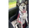 Adopt Echo a Black - with Gray or Silver Husky / Mixed dog in Freehold
