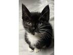 Adopt Eva a Black & White or Tuxedo American Shorthair (short coat) cat in