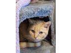 Adopt Amber a Orange or Red Tabby Domestic Shorthair (short coat) cat in