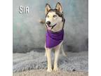Adopt Sia a Black Husky / Mixed dog in Yuma, AZ (38256023)
