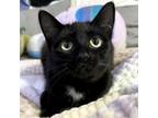 Adopt Toothless a All Black Domestic Shorthair / Mixed cat in Rochester