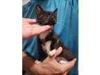 Adopt Lima a Black & White or Tuxedo American Shorthair (short coat) cat in