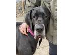 Adopt Hexi a Black Great Dane / Mixed dog in Boise, ID (38256732)