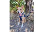 Adopt Olivia a Tan/Yellow/Fawn - with White Basenji / Feist / Mixed dog in San