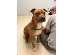 Adopt Conner a Red/Golden/Orange/Chestnut Pit Bull Terrier / Mixed dog in Horn