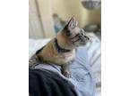 Adopt Lotus a Cream or Ivory Siamese (short coat) cat in Galt, CA (38256570)