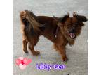 Adopt Libby Gen a Red/Golden/Orange/Chestnut Pekingese / Japanese Chin / Mixed