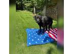 Adopt Lamby a Black Labrador Retriever / Mixed dog in Dallas, TX (38256798)