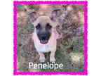 Adopt Penelope a Black Mouth Cur dog in Wichita Falls, TX (38256804)