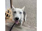 Adopt Sky a White - with Tan, Yellow or Fawn Husky / Mixed dog in Edinburg