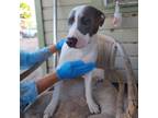 Adopt Chloe (off-site) a White - with Tan, Yellow or Fawn Pit Bull Terrier /