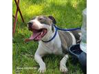 Adopt Clovis a Pit Bull Terrier dog in Ola, AR (38257088)