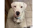 Adopt Cosmo a White - with Tan, Yellow or Fawn Pit Bull Terrier / Mixed dog in