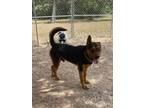 Adopt Sander a Black - with Tan, Yellow or Fawn Mixed Breed (Large) / German