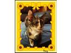 Adopt Tiny a Tortoiseshell Domestic Shorthair (short coat) cat in Snow Camp