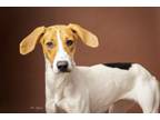 Adopt Lucy (In Foster) a Treeing Walker Coonhound, Mixed Breed