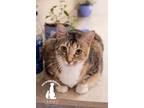Adopt Apple a Calico or Dilute Calico Domestic Shorthair (short coat) cat in