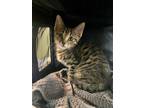 Adopt Ciabatta a Brown Tabby Domestic Shorthair (short coat) cat in Quincy