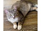 Adopt Fred a Gray or Blue Domestic Shorthair / Domestic Shorthair / Mixed cat in