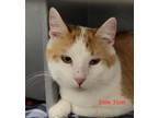 Adopt Tom Tom a White (Mostly) Domestic Shorthair (short coat) cat in Colfax
