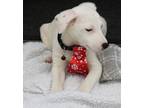 Adopt Edge a White Australian Cattle Dog / Mixed dog in Stanstead, QC (38260545)