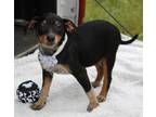 Adopt Jessica a Tricolor (Tan/Brown & Black & White) Australian Cattle Dog /