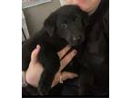 Adopt Bear a Black Mixed Breed (Medium) dog in Whiteville, NC (38259153)