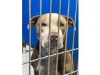Adopt Marty a Brown/Chocolate Pit Bull Terrier dog in Whiteville, NC (38259156)